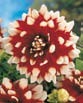 Dahlia  DUEL